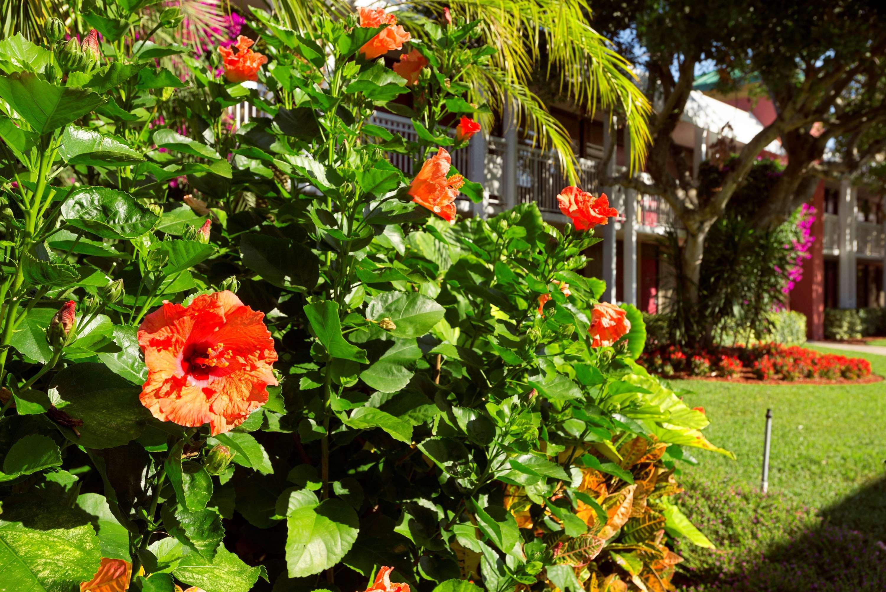 Collins Hotel North Naples Exterior foto